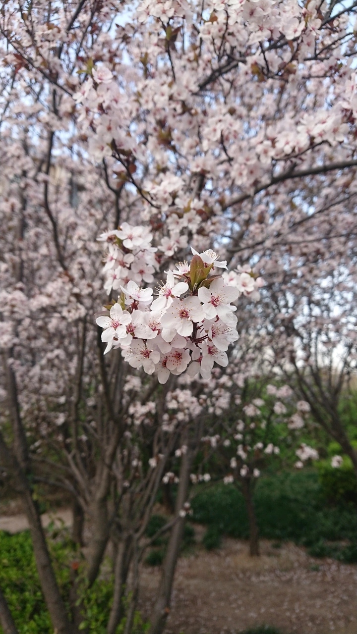 紫叶李花开