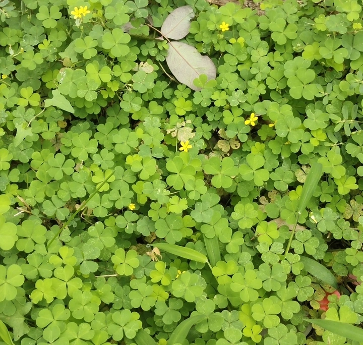 幸运草