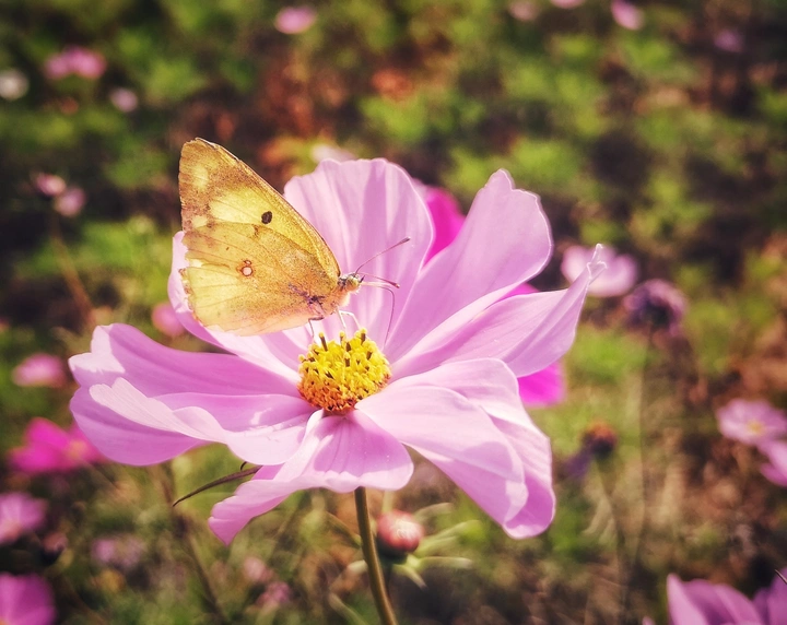 花卉与昆虫