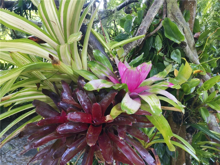 挹翠湖公园的奇花异草