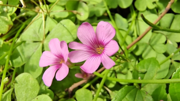 红花酢浆草开出俏美小红花