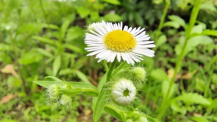 一年蓬盛情绽放，白花黄蕊，清新雅致惹人爱