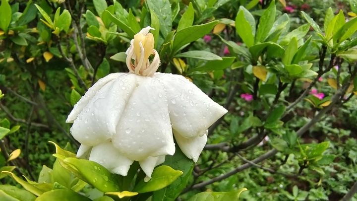 洁白栀子花盛情绽放，散发清新芬芳！