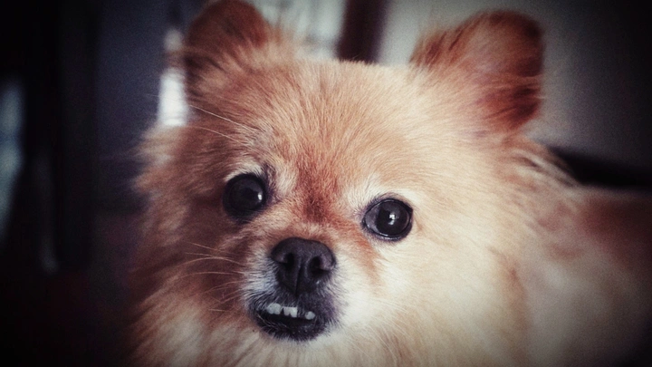 我家小可爱(๑• . •๑)
