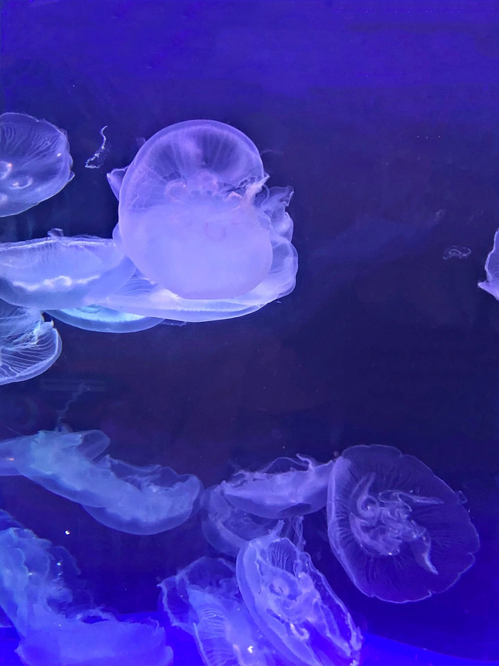 水母