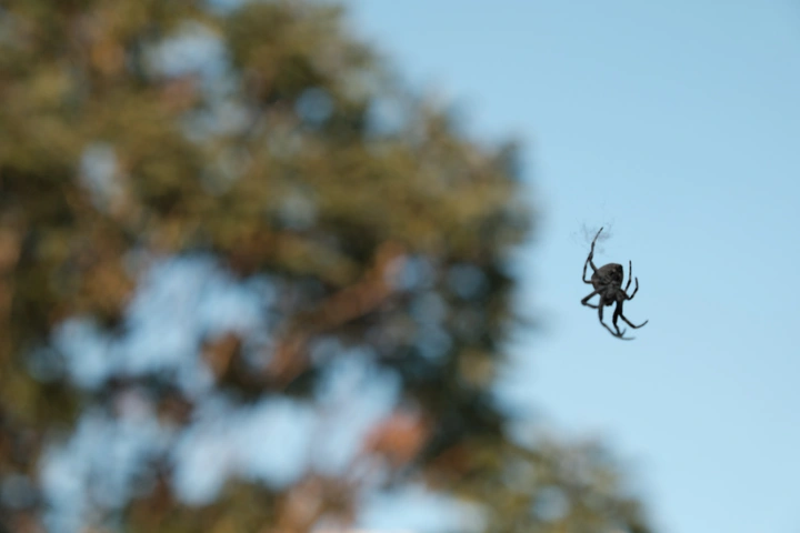 蜘蛛🕷️