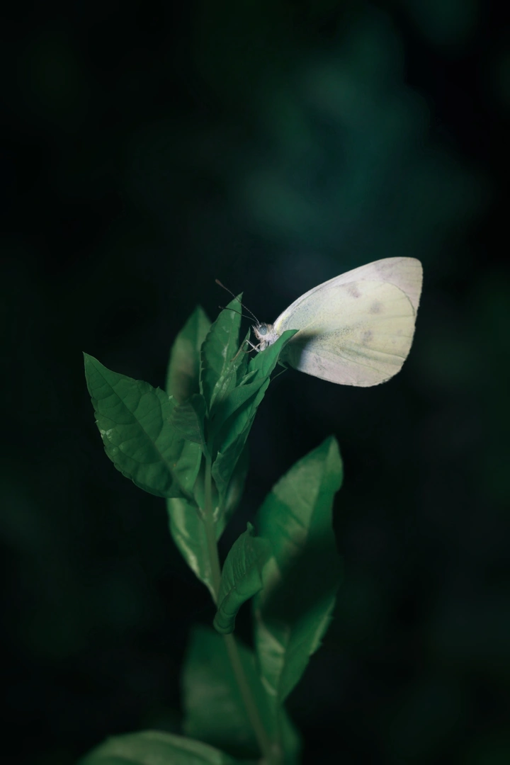 夜里的蝴蝶?