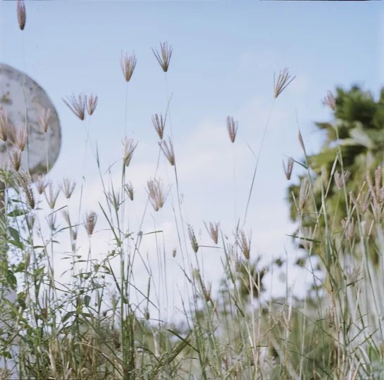 一片高草和杂草的田野 背景是天空。
