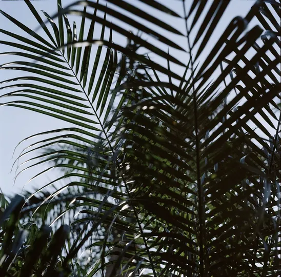 背景为蓝天的一棵棕榈树