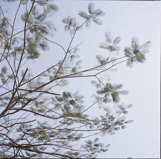 树的分枝在蓝天中