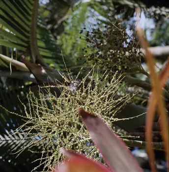 带有红花的植物特写