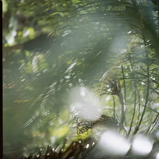 阳光透过森林中的松树