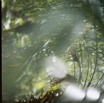 阳光透过森林中的松树