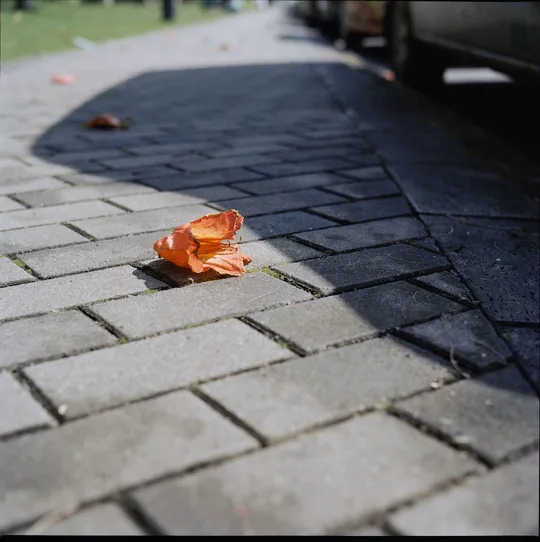 街道人行道上的一个橙玫瑰