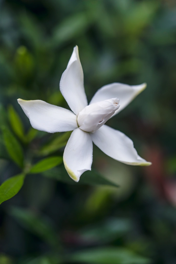 栀子花