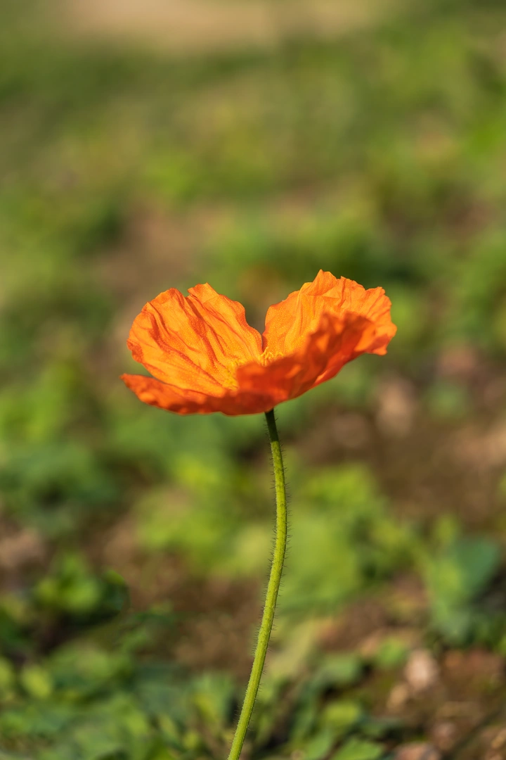 野罂粟花