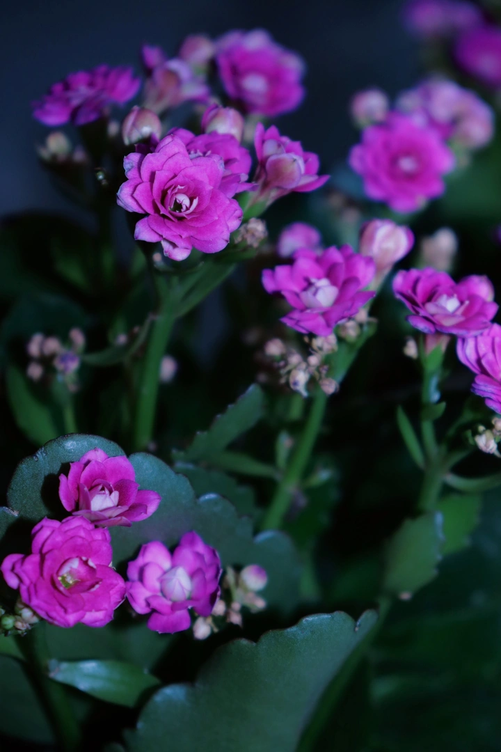 小花