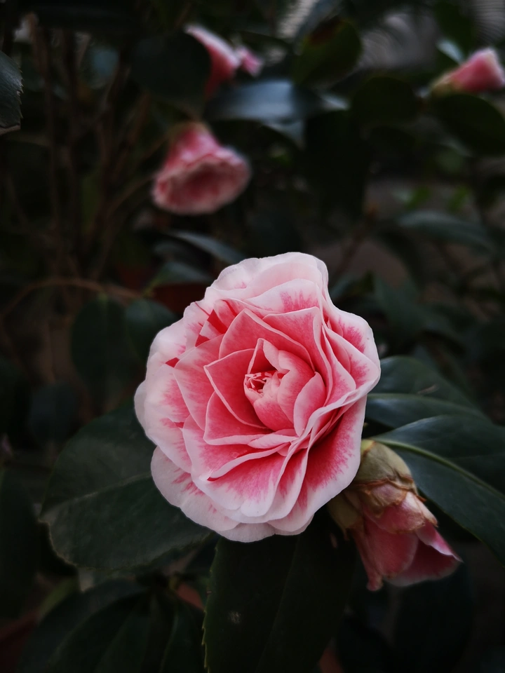 栀子花开