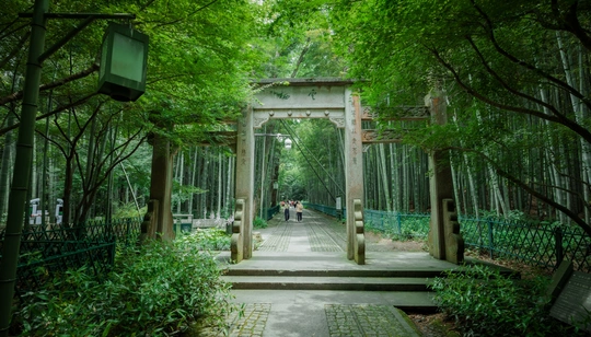 一条穿过森林的路径 有树木和一座桥