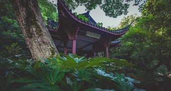 森林环绕的塔