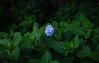 深森林中一株绿叶上的蓝色和紫色花朵
