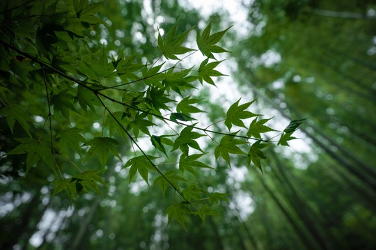 森林中的绿色竹叶照片