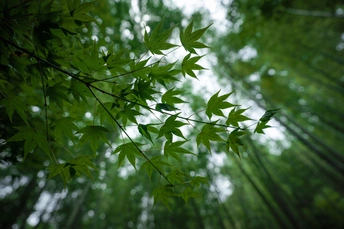 森林中的绿色竹叶照片