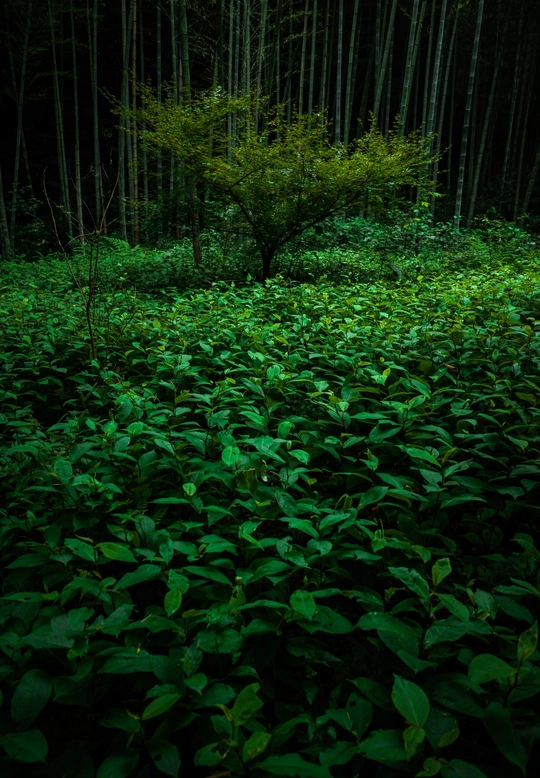 夜晚照亮绿色树木的黑暗森林
