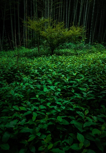 夜晚照亮绿色树木的黑暗森林