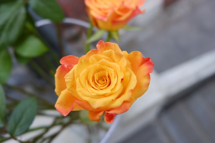 爱花花