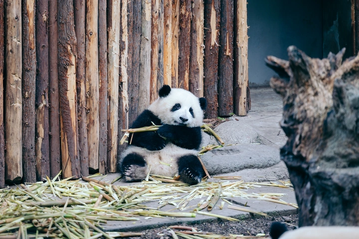 你在笑什么呀小可爱～[大熊猫和花]