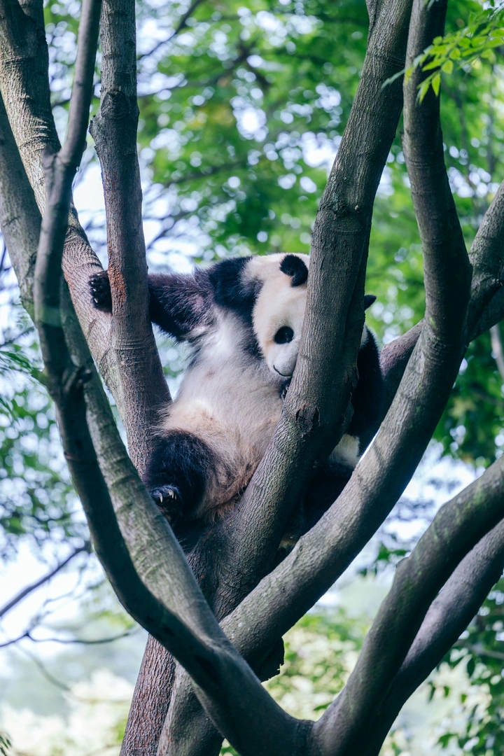 快看这树上怎么长了只熊猫！