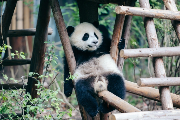 可爱滚滚