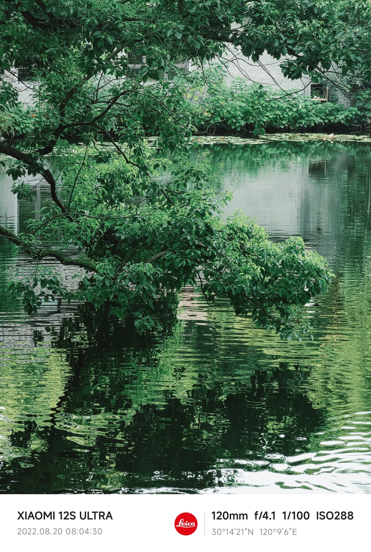 绿树成荫的小湖或水体