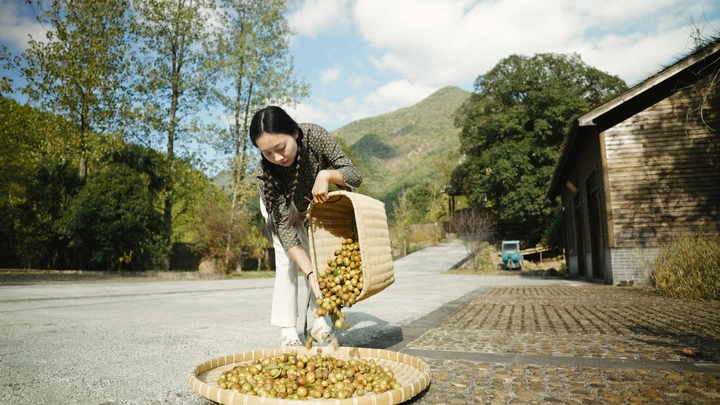 『茶南成叶  茶北为脂』一棵茶树的春华秋实