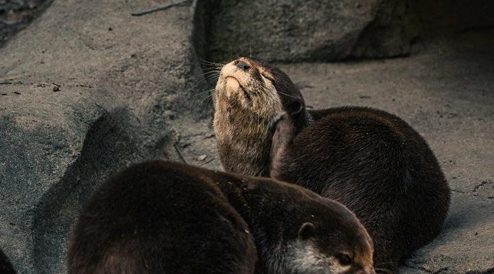 水獭