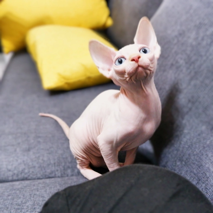 #斯芬克斯无毛猫
