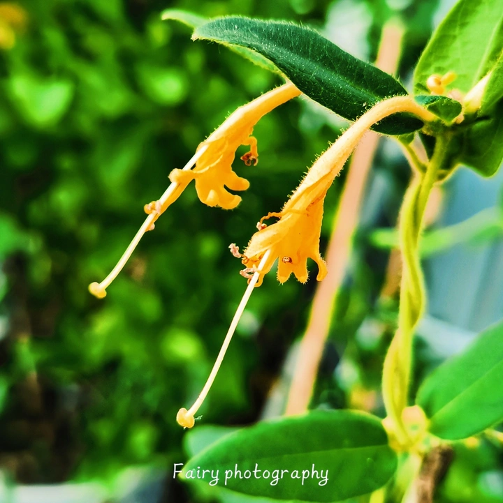 《花卉》