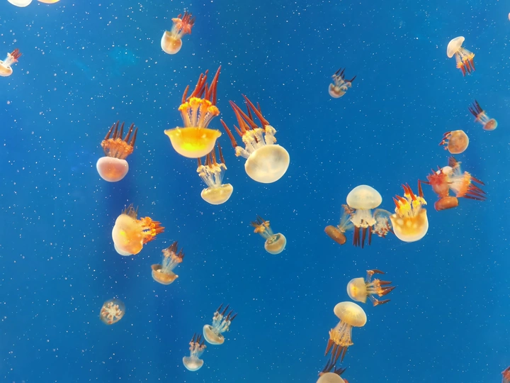 水中的遨游，又犹如星空的翱翔。