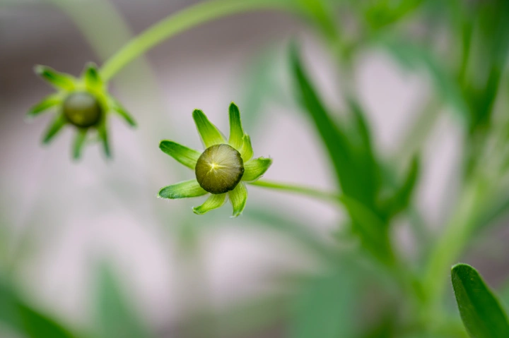 相煎何太急？