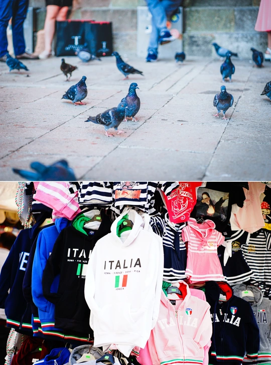 几张人、鸽子和t恤的照片
