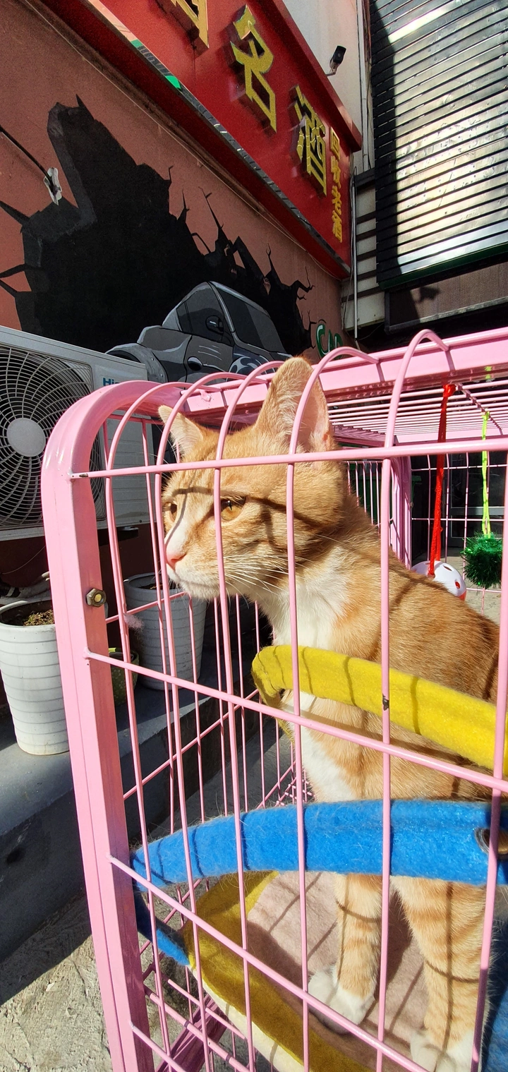 向往