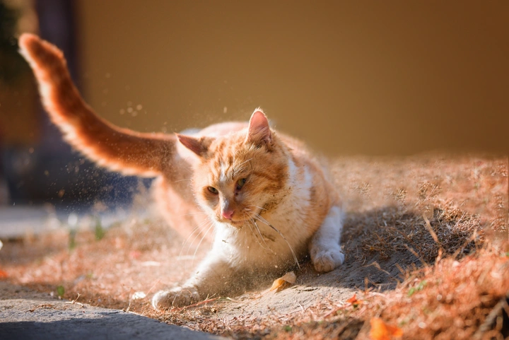 橘猫：把年货交出来！