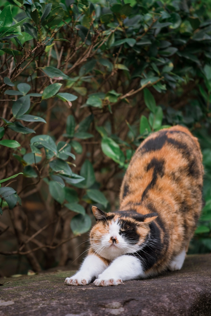 猫生碎碎念之五：岁月忽已晚，美猫亦迟暮！