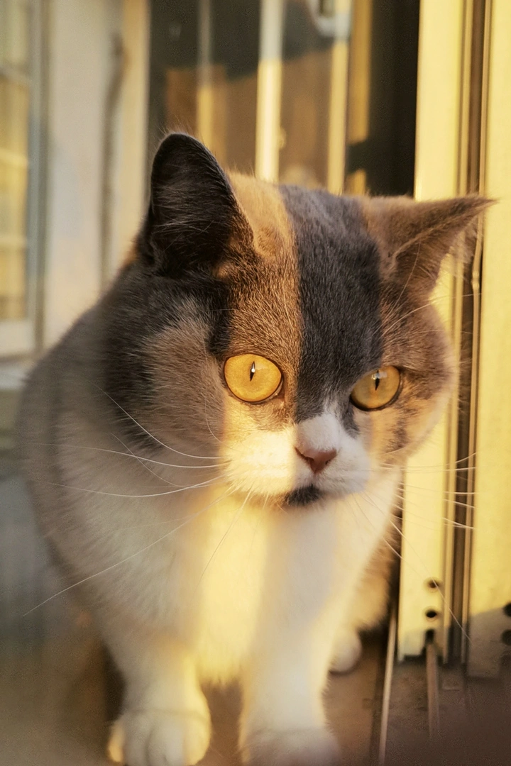 猫咪来咯