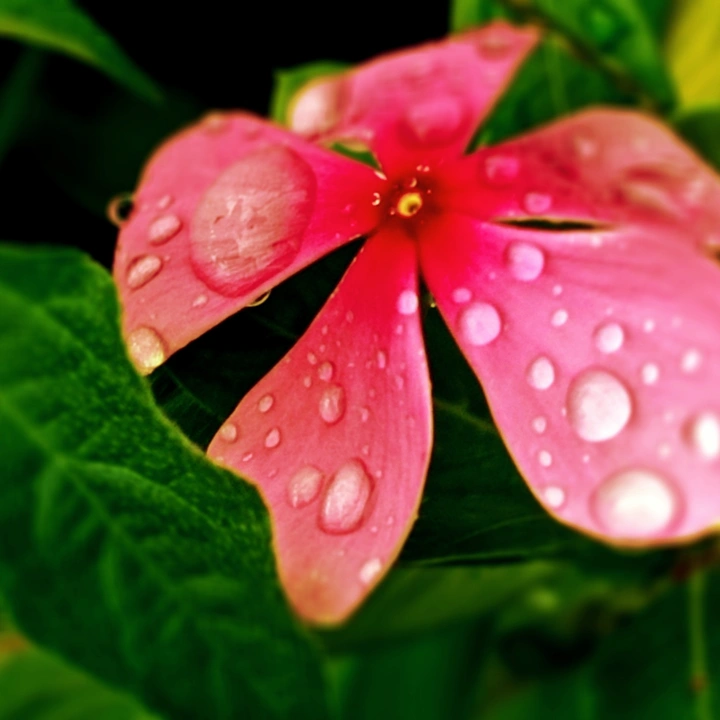 花泪