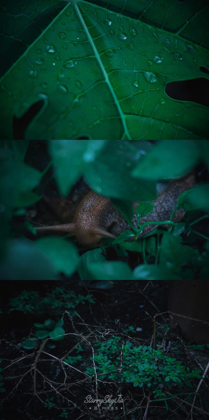 绿灵