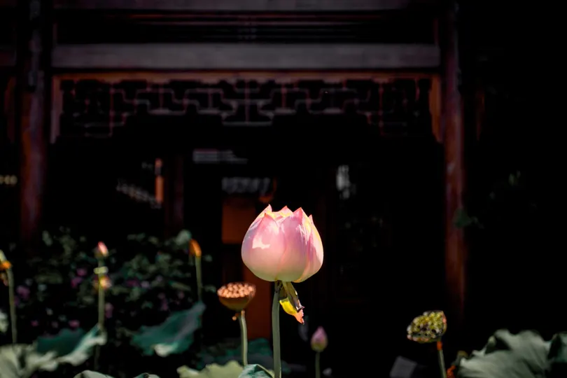 一朵粉色玫瑰花 正坐在花瓶里。