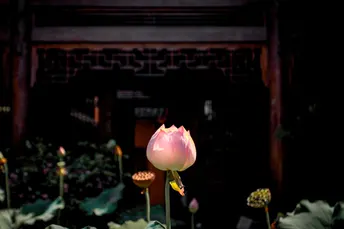 一朵粉色玫瑰花 正坐在花瓶里。