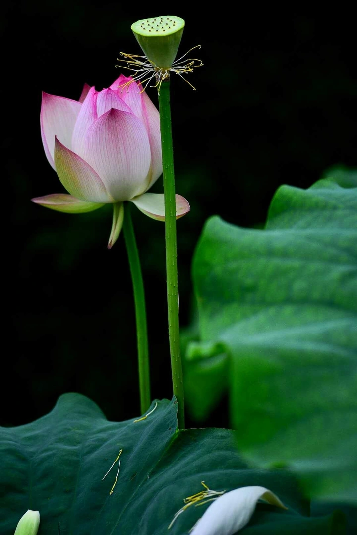 雨后荷花一角